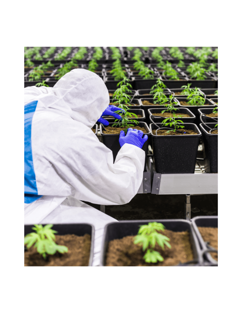 A person in white suit and blue gloves tending to plants.