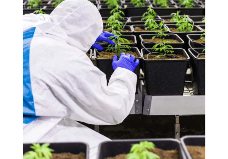 A person in white suit and blue gloves tending to plants.